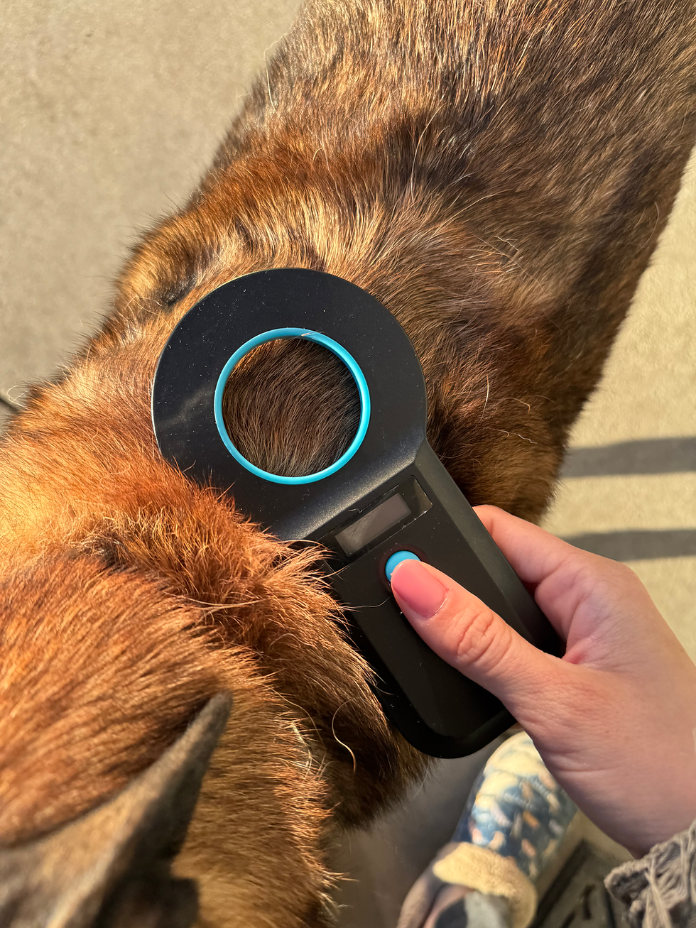 Microchips: What to do before & after losing a pet, and how to help one you found.