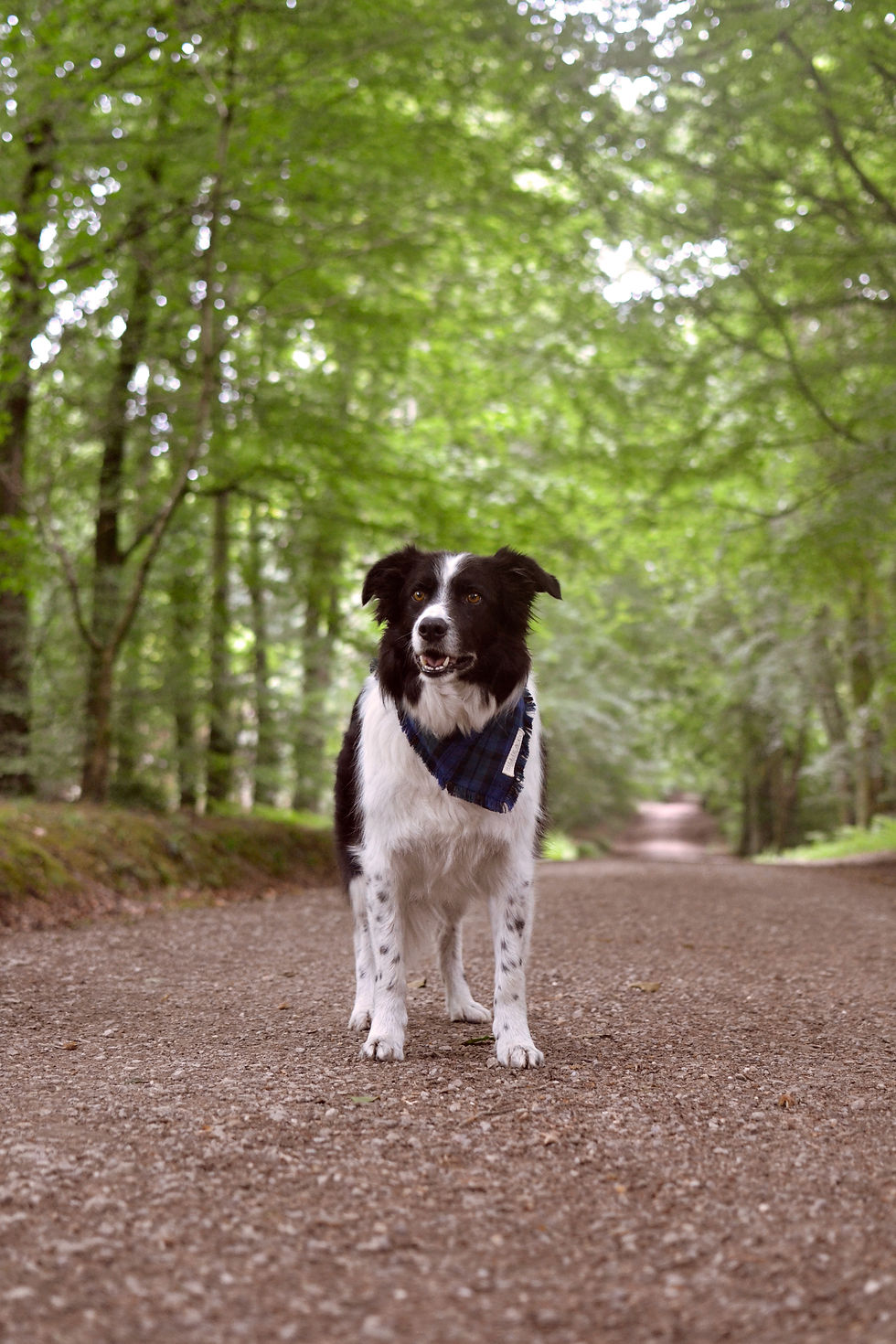 Thumbnail: The Exmoor Dog Bandana - Frayed