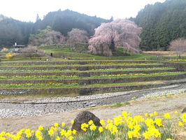 季の詞歳時記「桜」