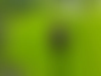 蓮の花芽その後