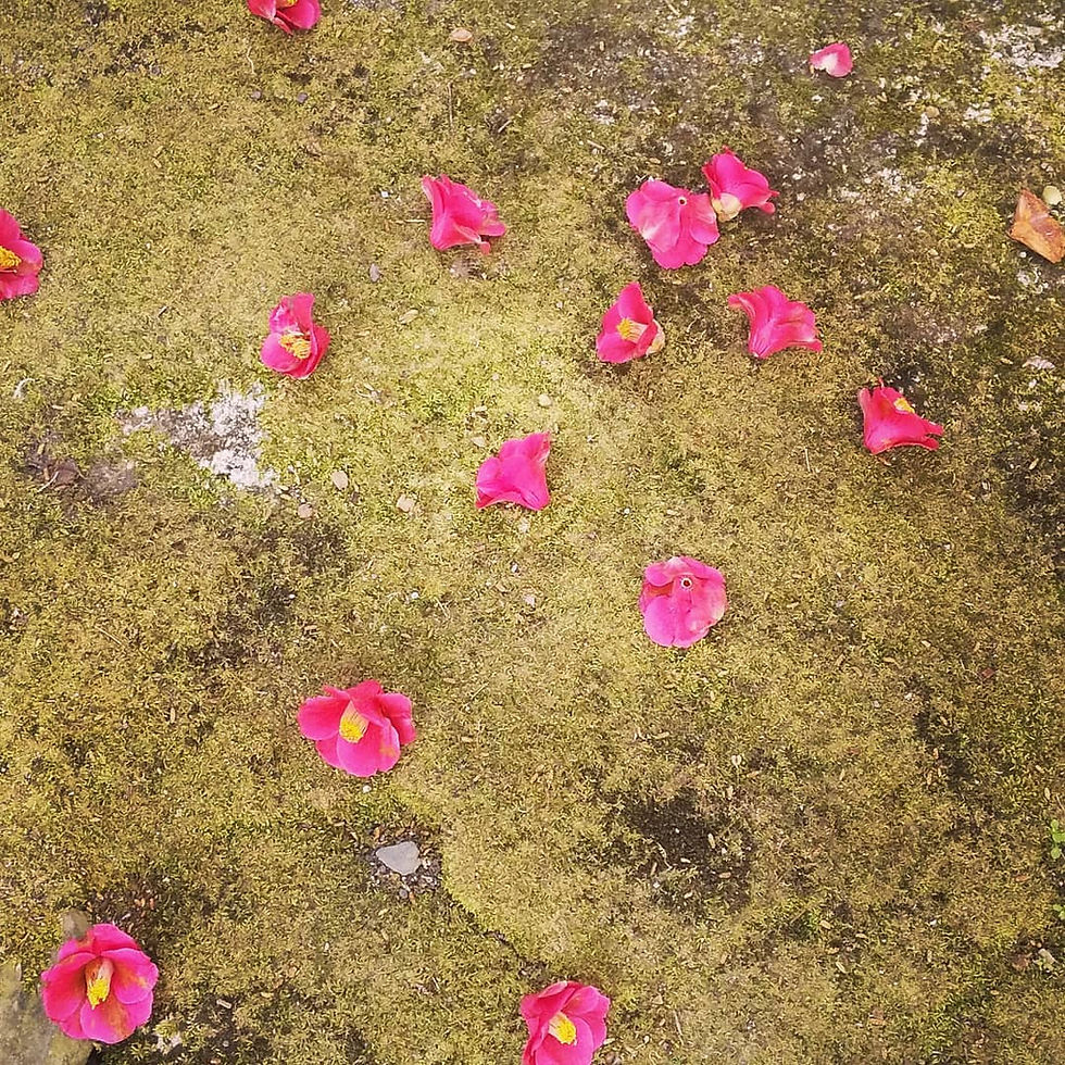 季の詞歳時記「椿」