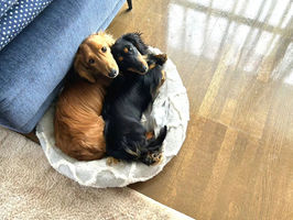 愛犬の日