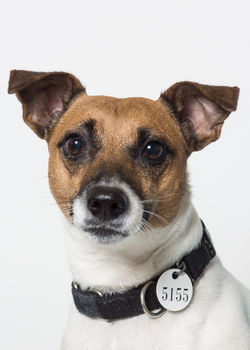 Cosita_A23781243_Small_0001