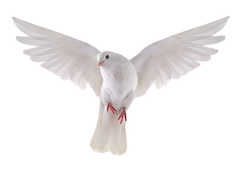Peace Dove.png