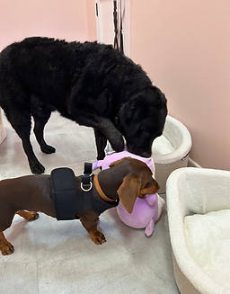 Dog grooming