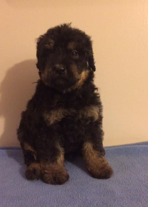 Full Grown Rottie Poodle Fully Grown Rottweiler Cross Poodle Water