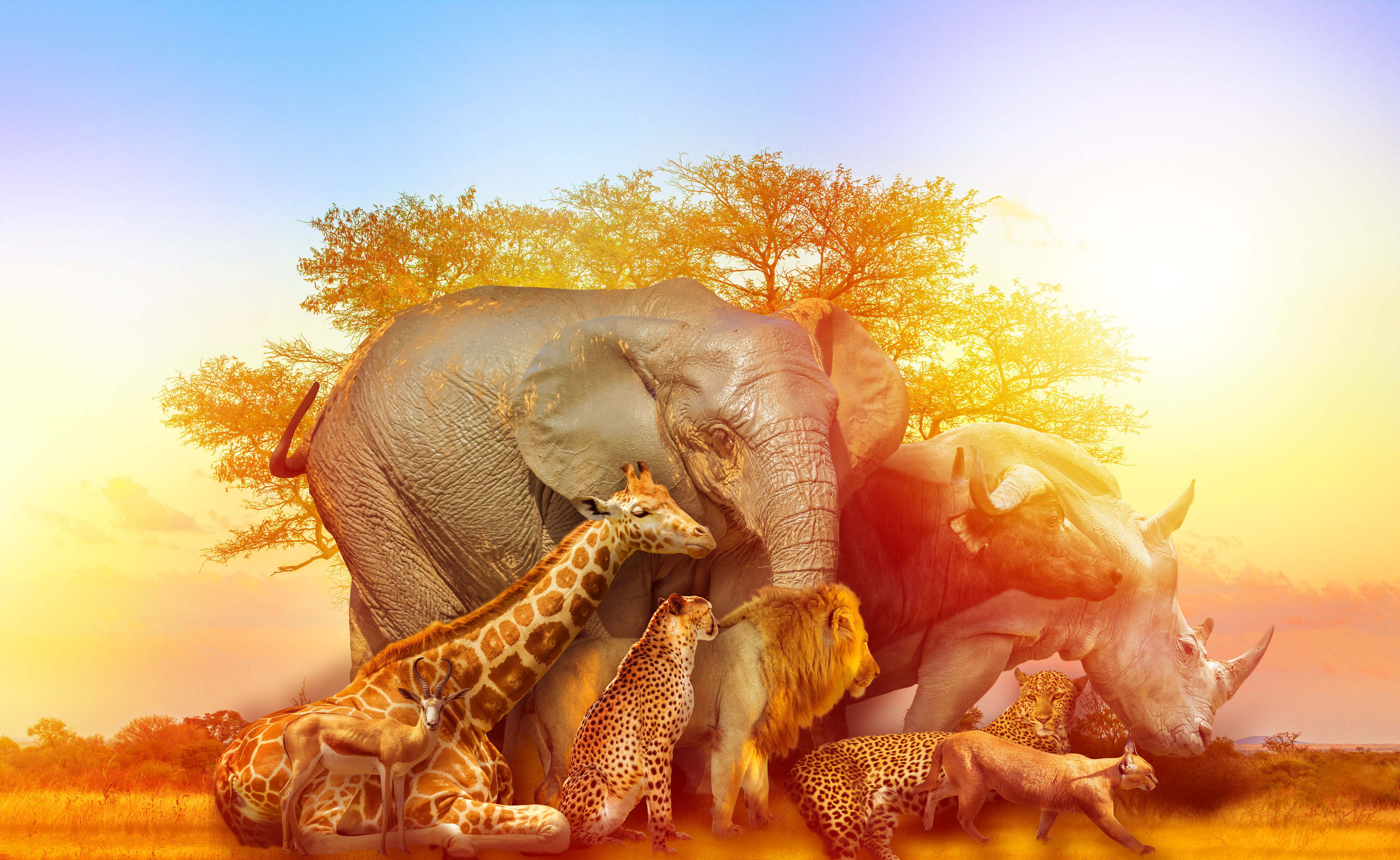 MOSAIC BISCUITS N03 - AFRICA