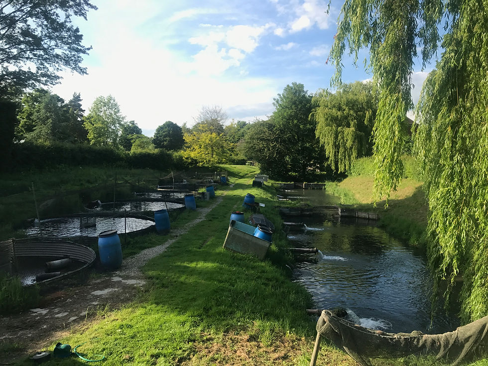 Willows and open water at Brookleas Fish Farm on the Ginge Brook, Oxfordshire