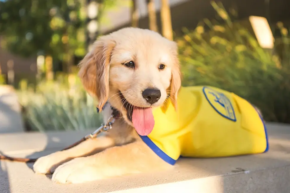 CanineCompanionsPuppy_VailBeaverCreekMagAd_qtahht.webp