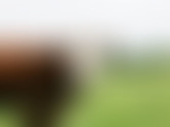 Changement climatique et maladies de société