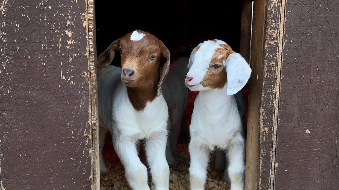 vets that see goats near me