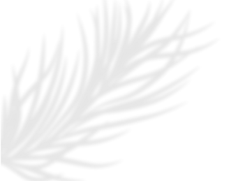 SUNRAE (13)_edited.png