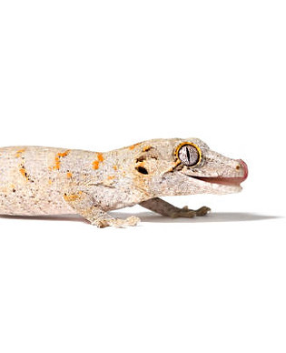 istockphoto-1253701612-612x612_edited_ed