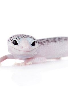 pngtree-cute-leopard-gecko-on-a-white-background-gecko-vertebrate-cam-photo-picture-image_