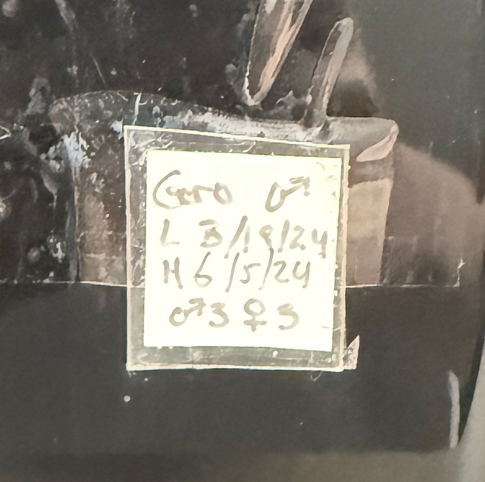 Leapin Leachies - ゴロ (M) (4).jpg