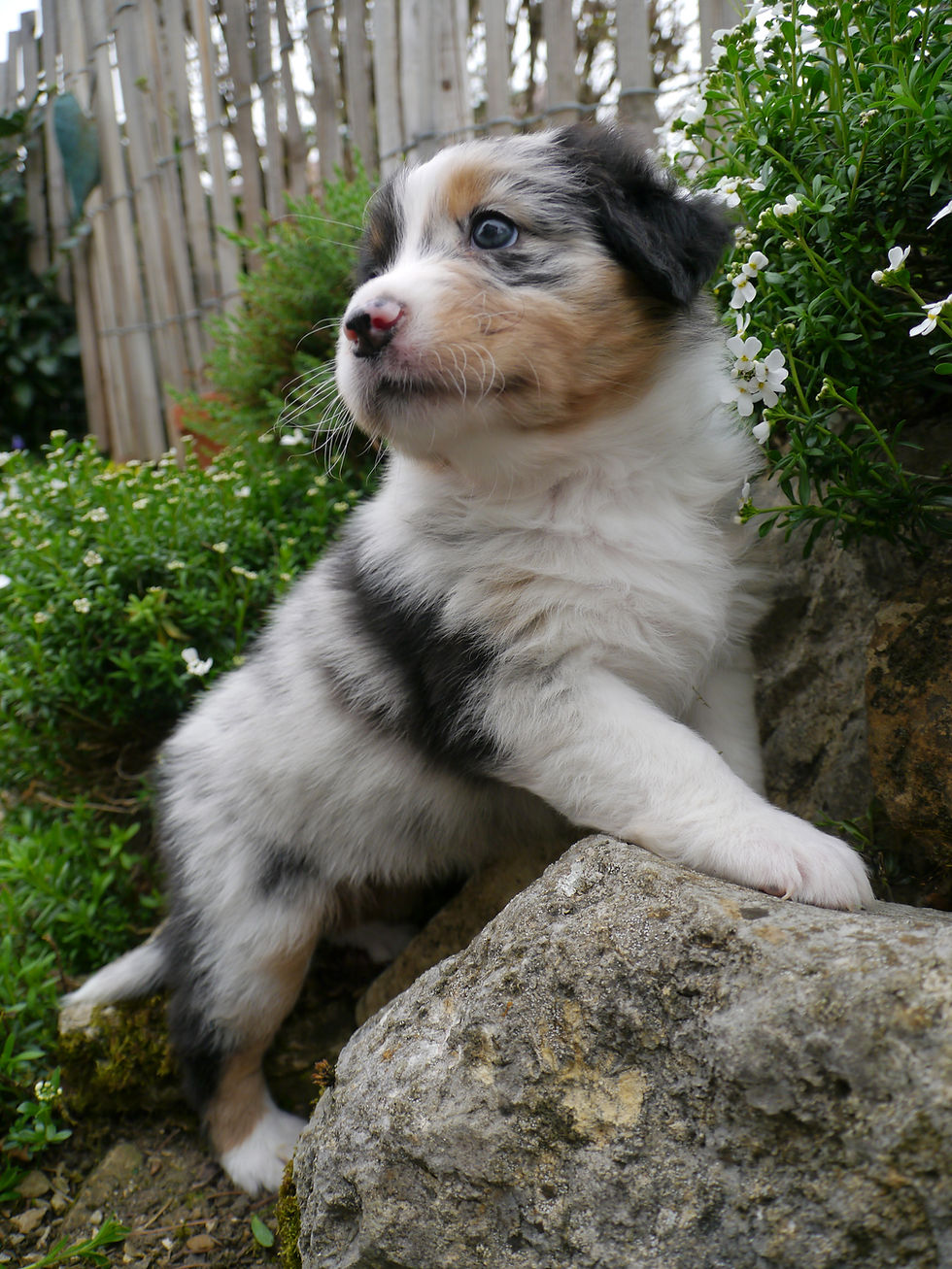 Marble