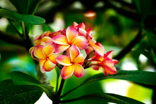 FOSSIL PLUMERIA