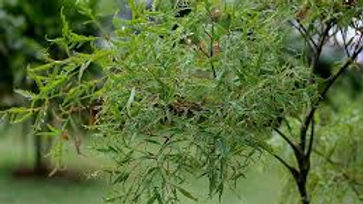 POLYCIACE FRUTICOSA