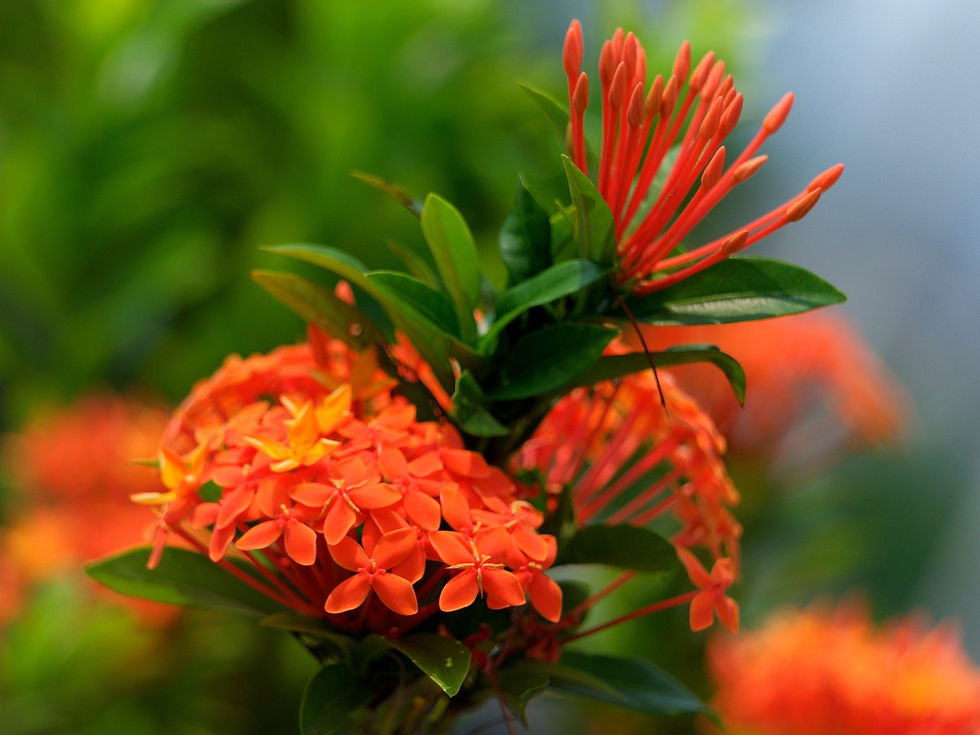 SARACA ASOCA