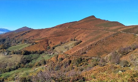 Extensión helecho marrón otoño.jpg