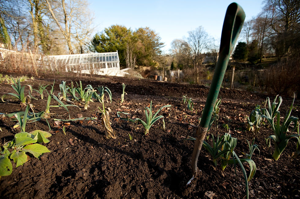 Vegetable Garden