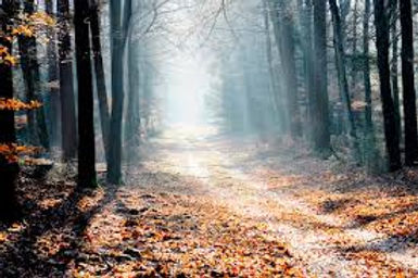 Trees pathway.jpeg