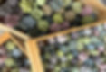 CACTUS BOX 2_edited_edited_edited.jpg