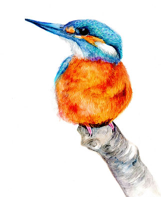 Kingfisher.jpg