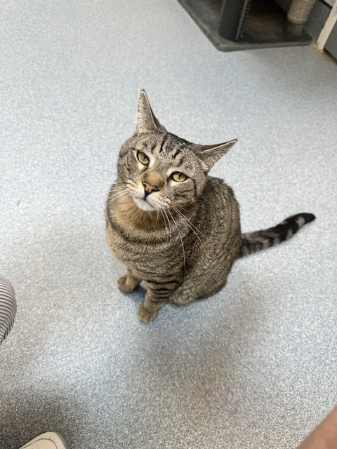 Light gray cat looking up.