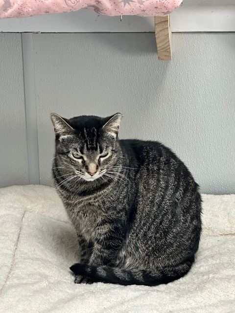 Large, gray-striped cat.