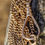 थंबनेल: Antique 14ct Gold Curb Chain with Oversized Austro-Hungarian Dog Clip