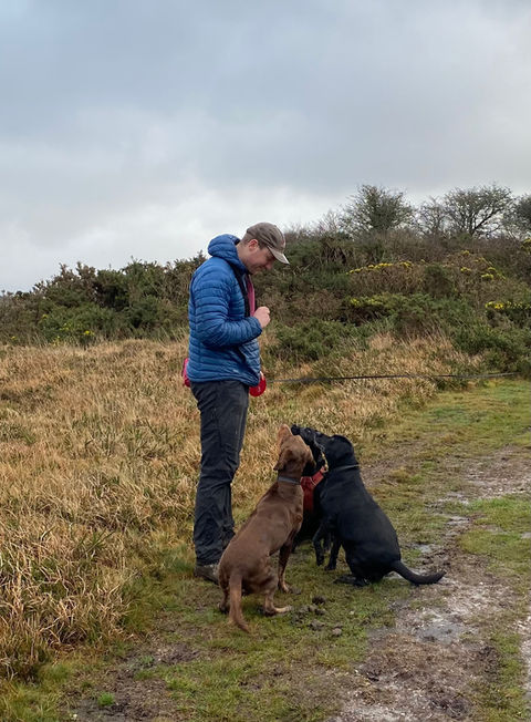 dog walker, dog trainer, dog training, roche, labrador, dog