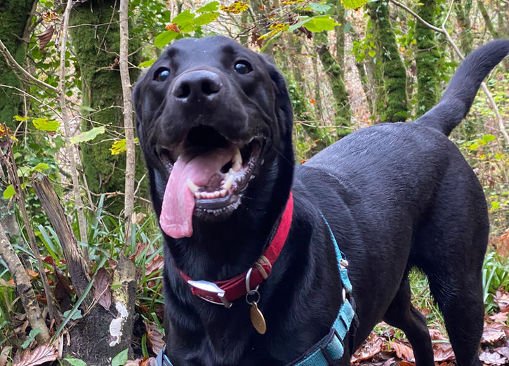dog trainer, dog training, dog walking, dog walker, labrador, dog walk, forest, st austell