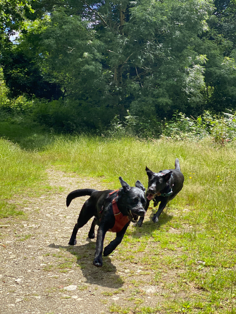 dog trainer, dog training, group dog walk, labrador, forest, st austell