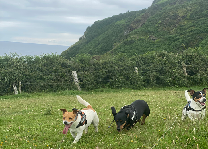 dog trainer, dog training, cliff, group dog walk, jack russell, dachsund, st austell