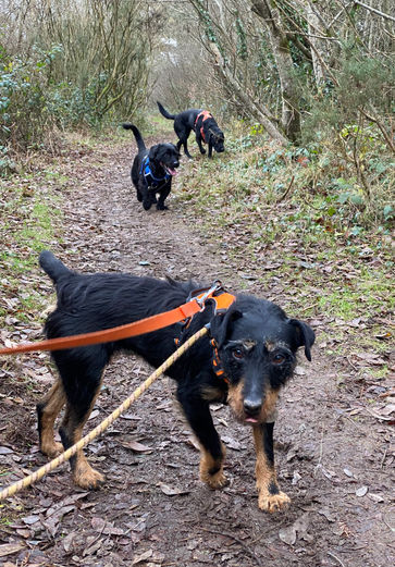 dog trainer, dog training, group dog walk, patterdale, st austell