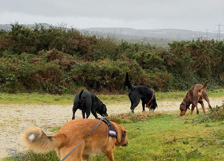 dog trainer, dog training, dog walker, group dog walk, collie, labrador