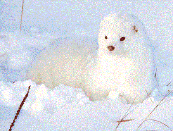 albino_mink-3d434a2.gif