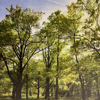 16_Alberi