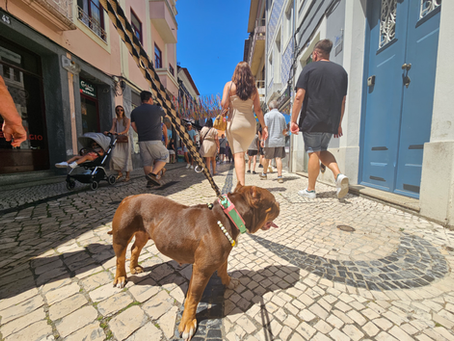 Poppy, chienne de Teamy-Dog, profite d'une pause à Pampelune en Espagne lors d'un voyage en voiture vers le Portugal. Illustration des bonnes pratiques pour voyager avec son chien pendant les fortes chaleurs en été.