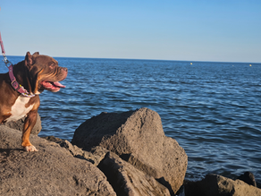 chien observant la mer depuis des rochers lors d'une promenade en vacances, illustrant une activitéde plein air favorisant le bien-être, la découverte et la complicité avec son maître.