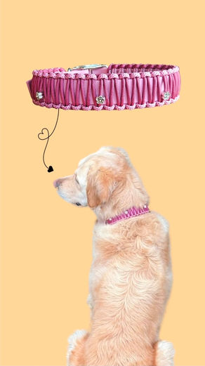 collier de balade réglable pour chien avec guide des tailles et conseils pour bien mesurer le tour de cou avant l'achat.