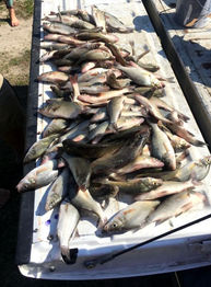 Sportsmans Paradise Adventures - Catch of the day