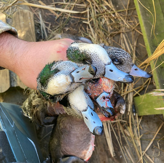 Fist full of Ducks
