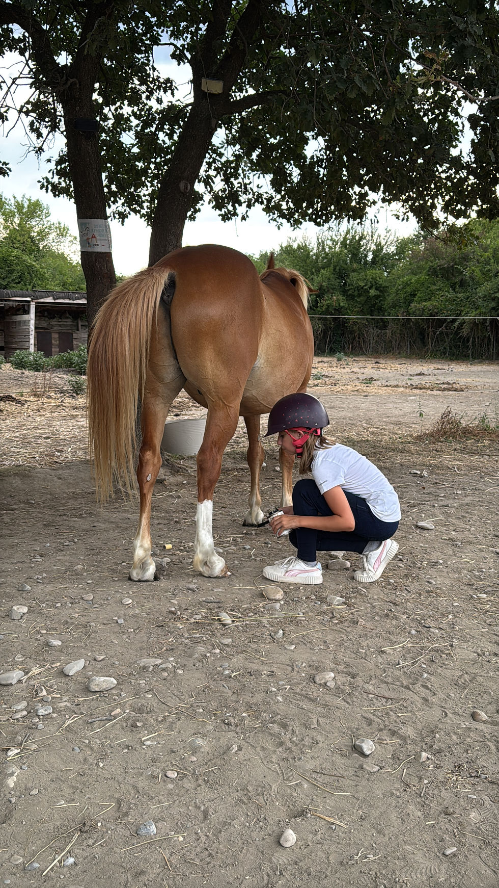 Gros plan sur un cheval calme dans un pré verdoyant