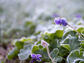 Brico/déco pour colorer l'hiver 