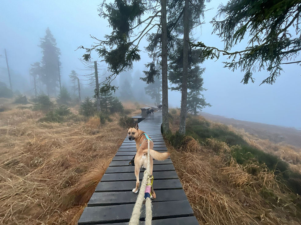 Im Harz mit dem Hund(en) unterwegs. Die zahlreichen Wanderwege und die schöne Natur lassen immer tolle Abenteuer verlauten (Foto: Vanessa Magalhaes (@verpinscht)).