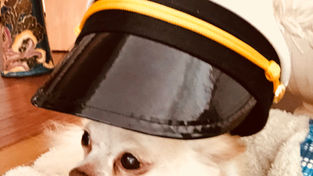 Get to know Top Minion Cutest Pet Contestant, Pedro!