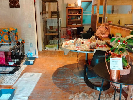 9・26譲渡会見学予約が満席で終了しました。