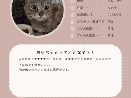 美殿町商店街にてねこまつり開催